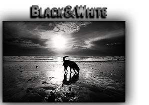 Black & White